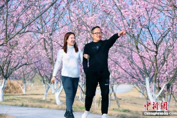 湖北枝江：春来樱花开 市民赏花忙