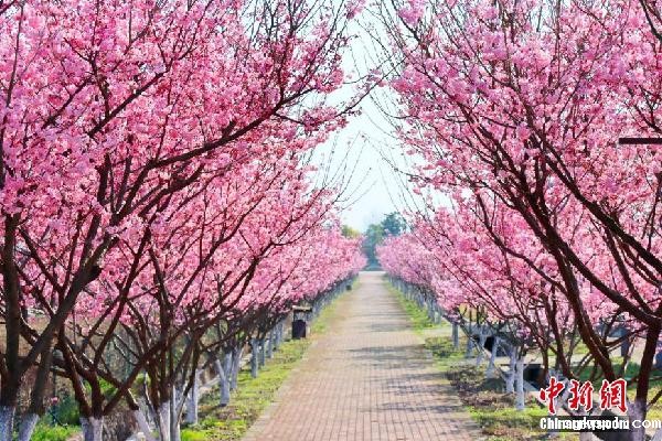 湖北枝江：春来樱花开 市民赏花忙