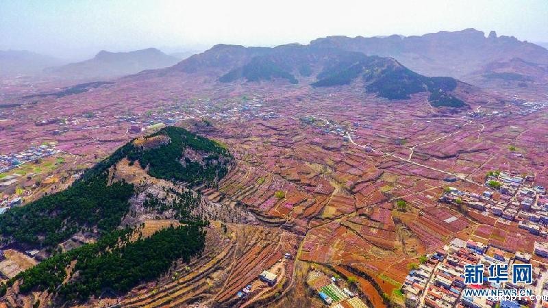 春风拂面桃花俏