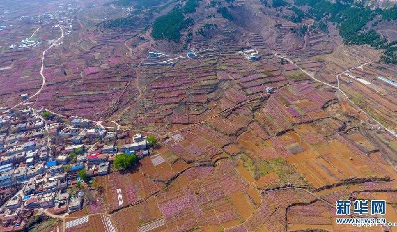 春风拂面桃花俏