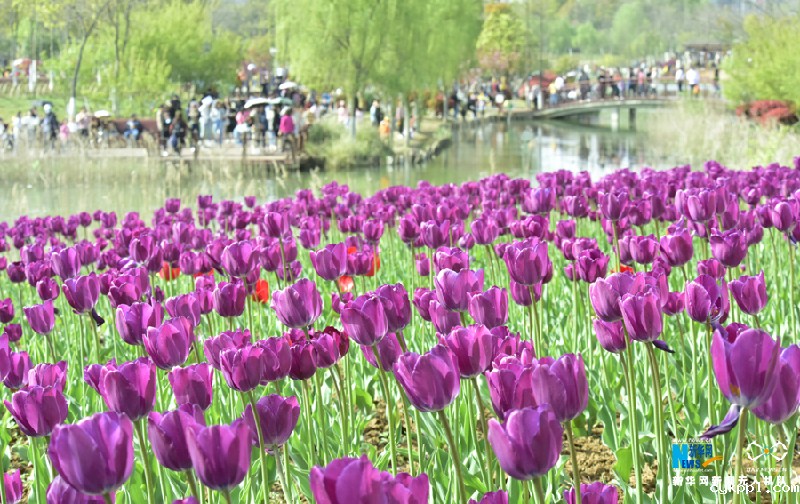【“飞阅”中国】七彩郁金香 花开醉游人
