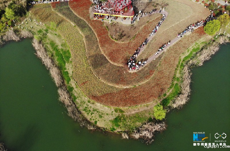 【“飞阅”中国】七彩郁金香 花开醉游人