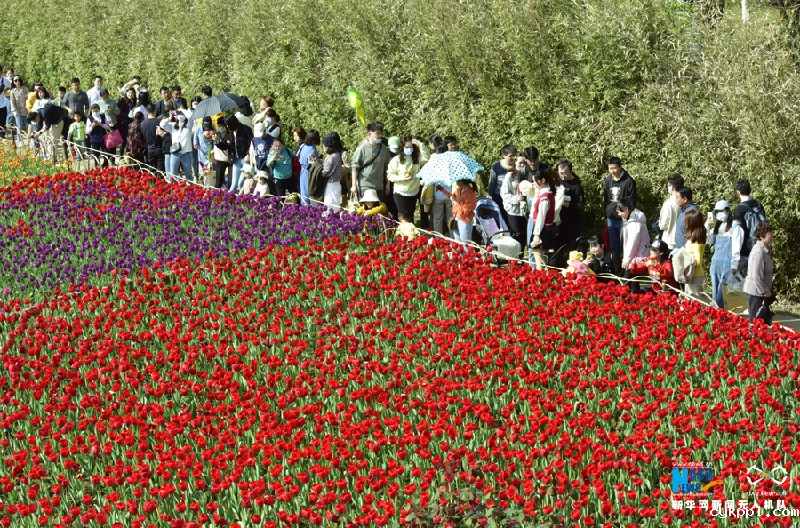 【“飞阅”中国】七彩郁金香 花开醉游人