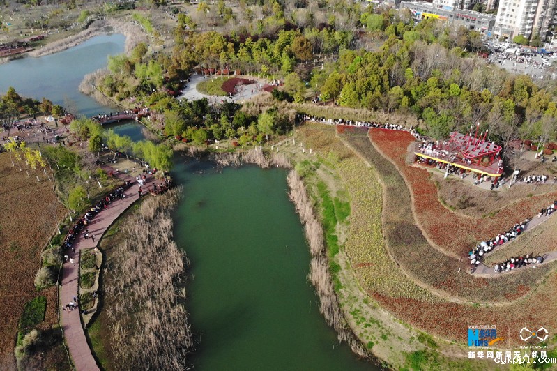 【“飞阅”中国】七彩郁金香 花开醉游人