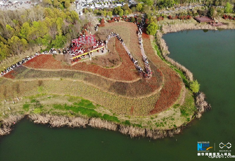 【“飞阅”中国】七彩郁金香 花开醉游人