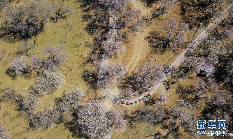 呼和浩特:杏园春意浓