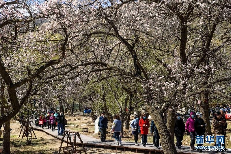 呼和浩特:杏园春意浓