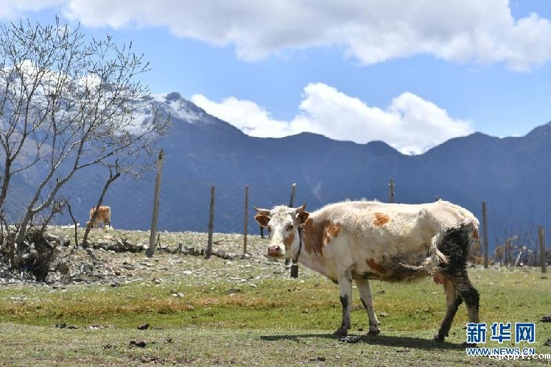 西藏吉隆沟：珠峰后花园