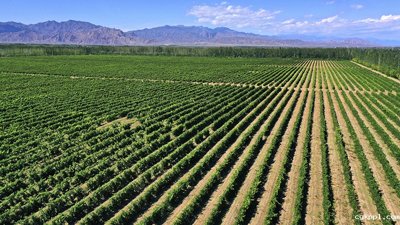 闽宁镇：荒滩上崛起美丽家园