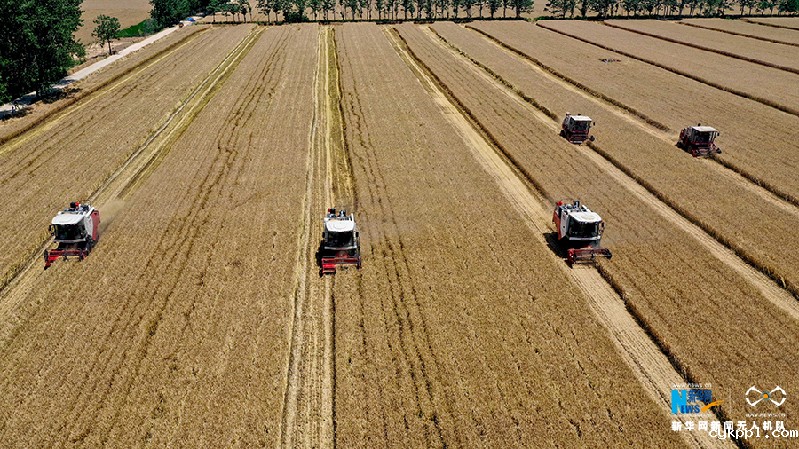 【“飞阅”中国】麦收“会战”