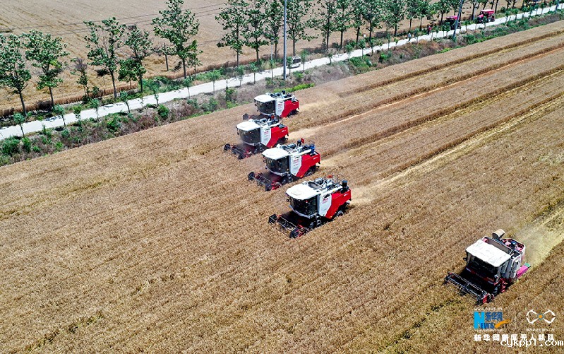 【“飞阅”中国】麦收“会战”