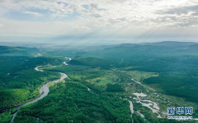 夏日林海景色美
