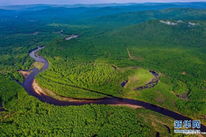 夏日林海景色美