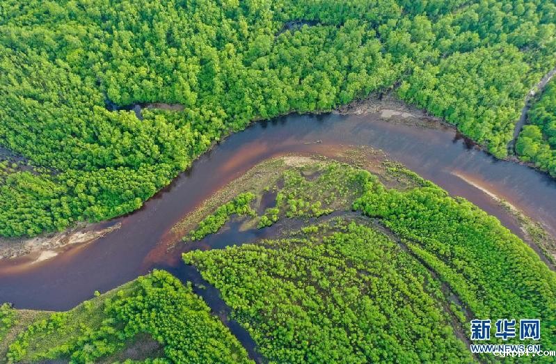 夏日林海景色美