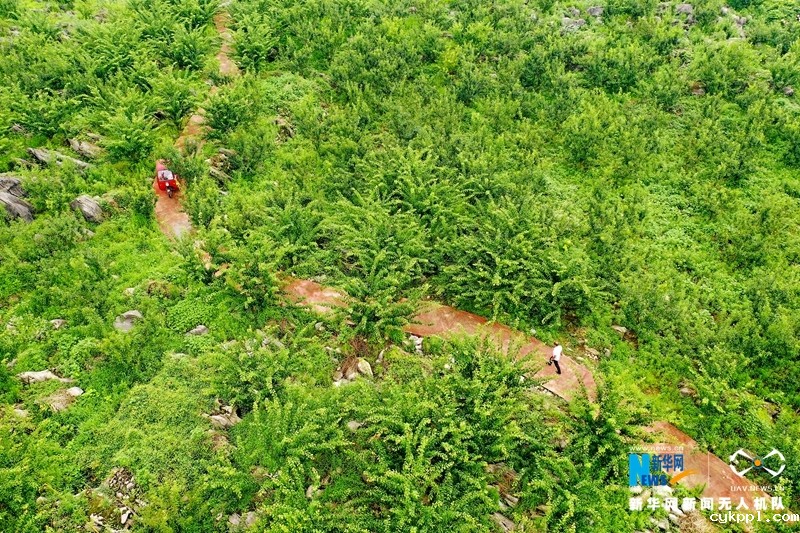 【“飞阅”中国】四川华蓥:石漠化土地变成“聚宝盆”