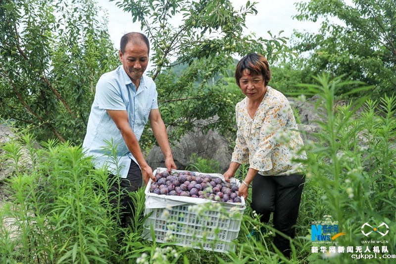 【“飞阅”中国】四川华蓥:石漠化土地变成“聚宝盆”
