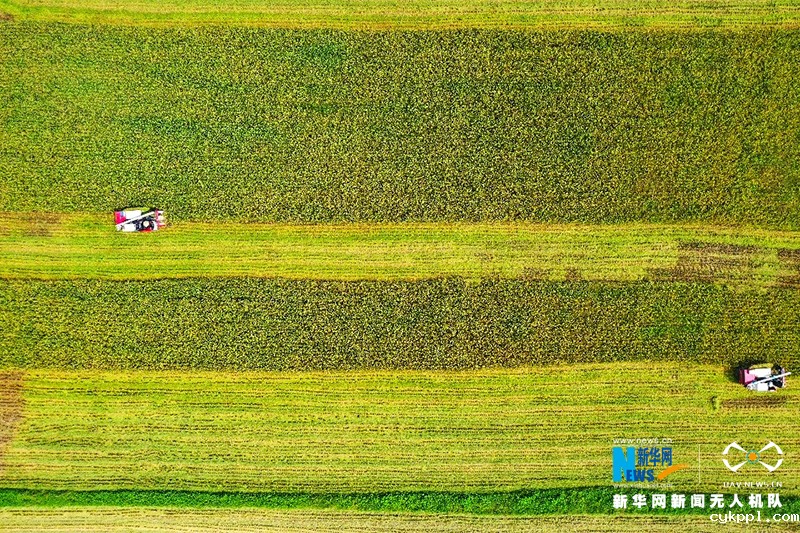 【“飞阅”中国】丰收的味“稻”