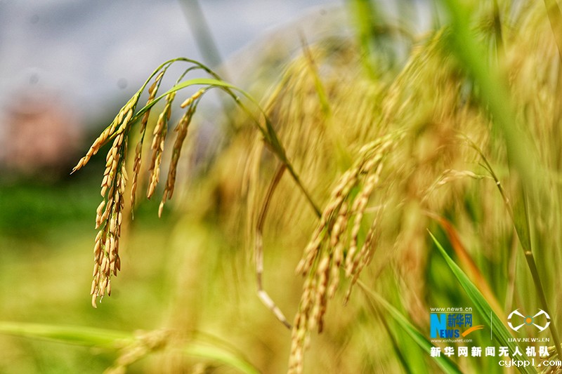 【“飞阅”中国】丰收的味“稻”