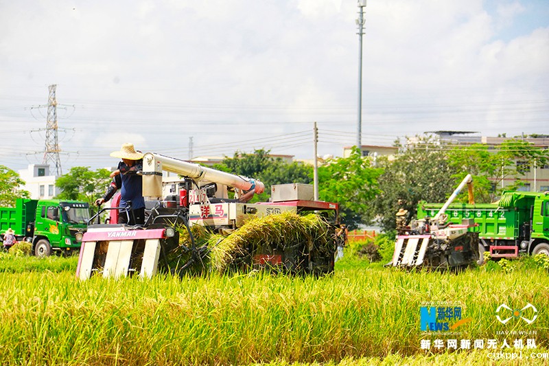 【“飞阅”中国】丰收的味“稻”