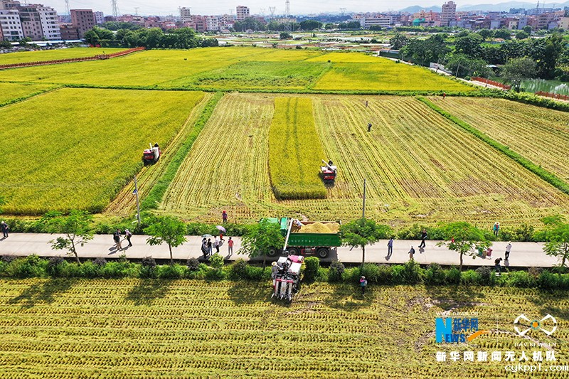 【“飞阅”中国】丰收的味“稻”