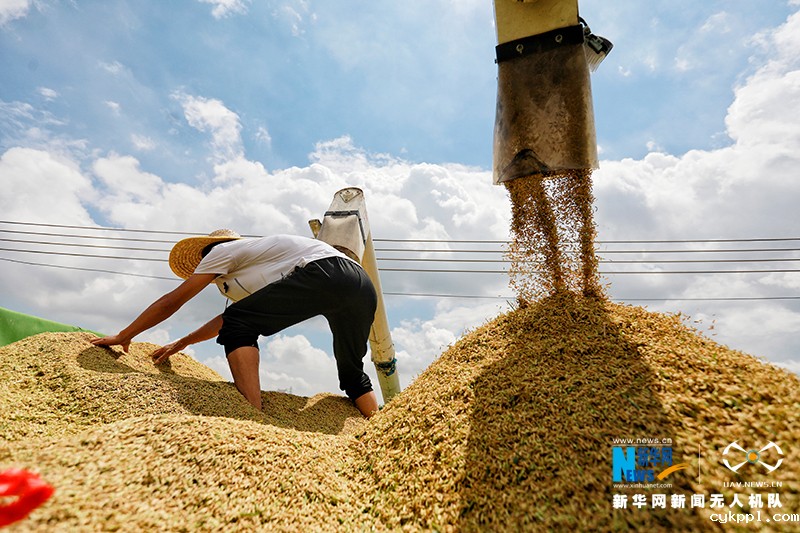 【“飞阅”中国】丰收的味“稻”