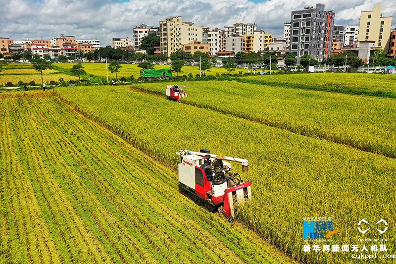 【“飞阅”中国】丰收的味“稻”