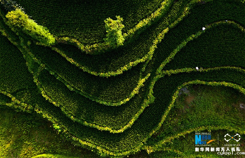 【“飞阅”中国】航拍重庆盐井梯田 俯瞰夏日田园美景