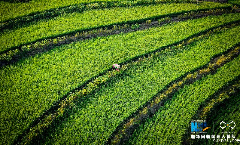 【“飞阅”中国】航拍重庆盐井梯田 俯瞰夏日田园美景