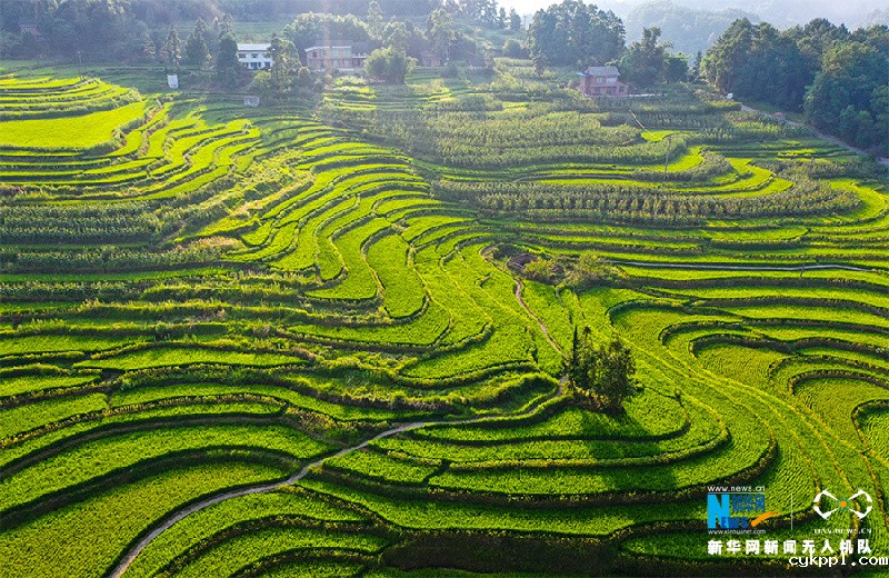 【“飞阅”中国】航拍重庆盐井梯田 俯瞰夏日田园美景
