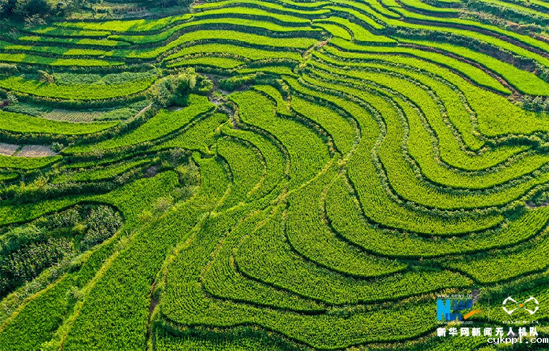【“飞阅”中国】航拍重庆盐井梯田 俯瞰夏日田园美景