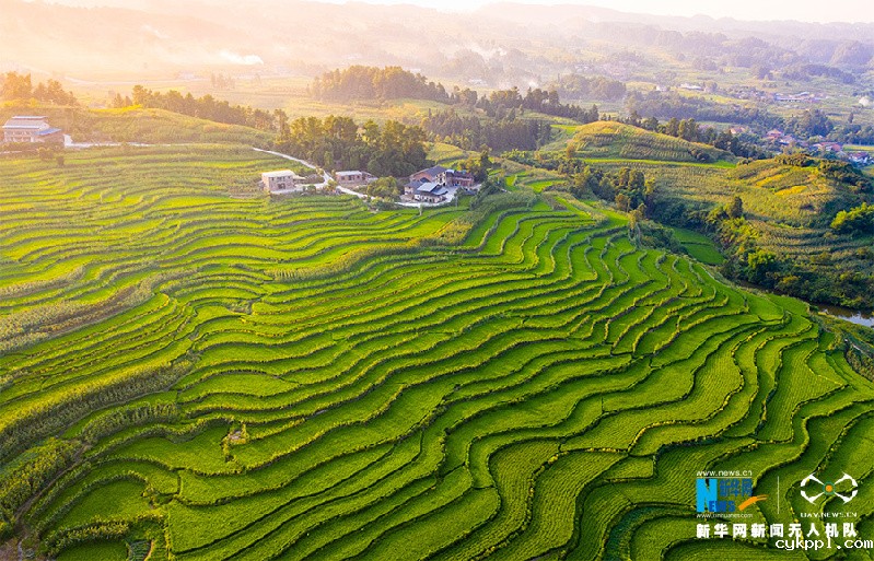 【“飞阅”中国】航拍重庆盐井梯田 俯瞰夏日田园美景