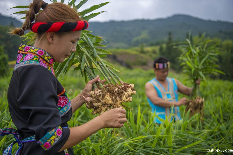56个民族一起奔小康
