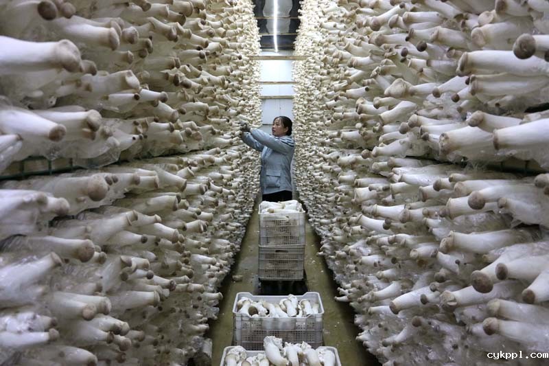 56个民族一起奔小康