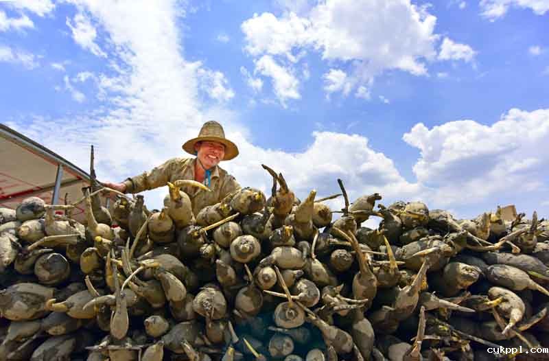 56个民族一起奔小康