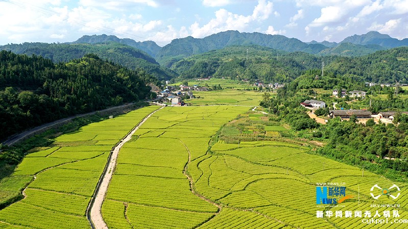 【“飞阅”中国】贵州岑巩杂交水稻制种基地进入收获季