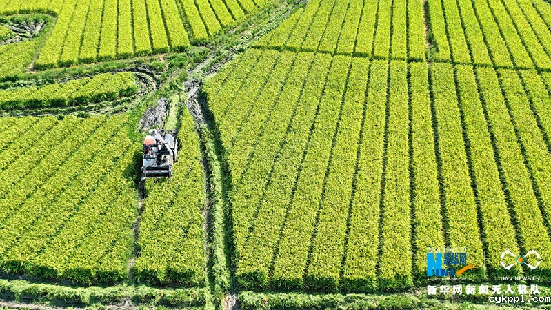 【“飞阅”中国】贵州岑巩杂交水稻制种基地进入收获季