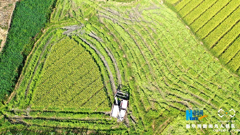 【“飞阅”中国】贵州岑巩杂交水稻制种基地进入收获季