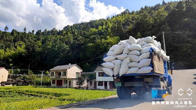 【“飞阅”中国】贵州岑巩杂交水稻制种基地进入收获季