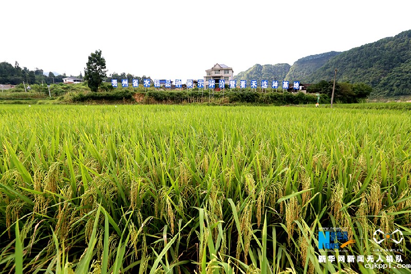 【“飞阅”中国】贵州岑巩杂交水稻制种基地进入收获季