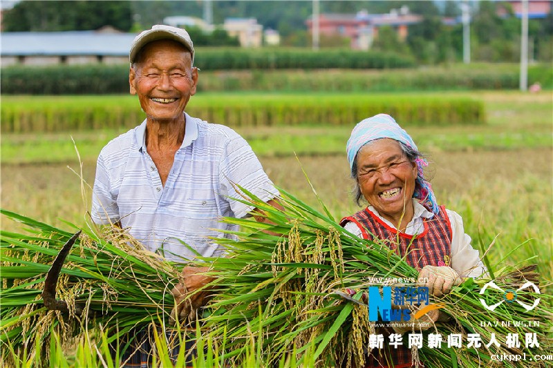 珠源大地尽染丰收色彩