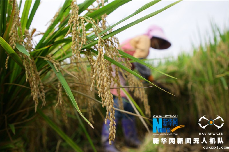 珠源大地尽染丰收色彩