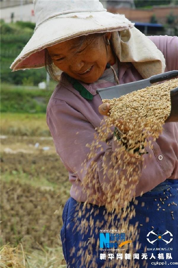 珠源大地尽染丰收色彩