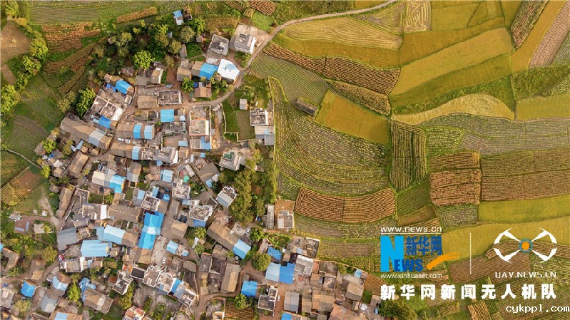 珠源大地尽染丰收色彩