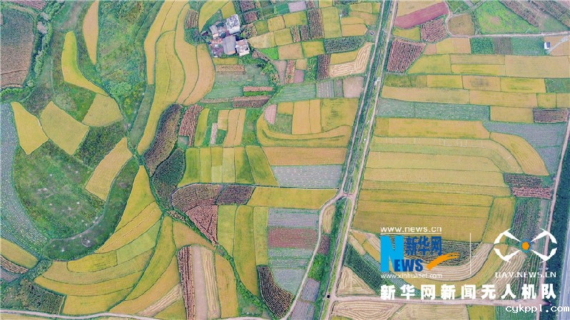 珠源大地尽染丰收色彩