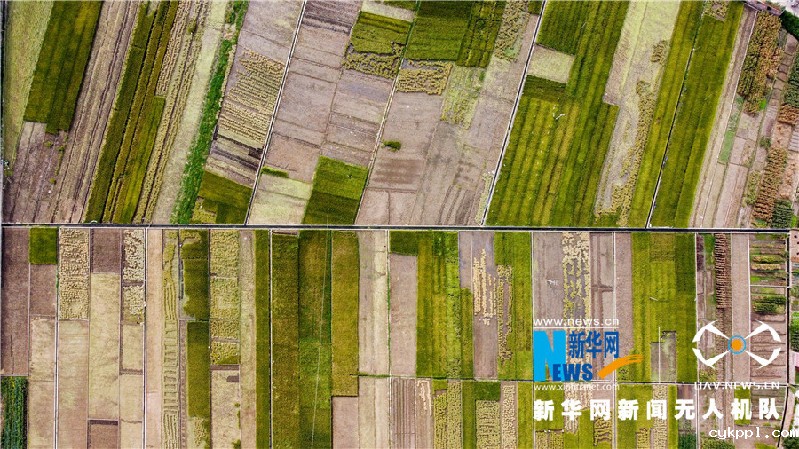 珠源大地尽染丰收色彩