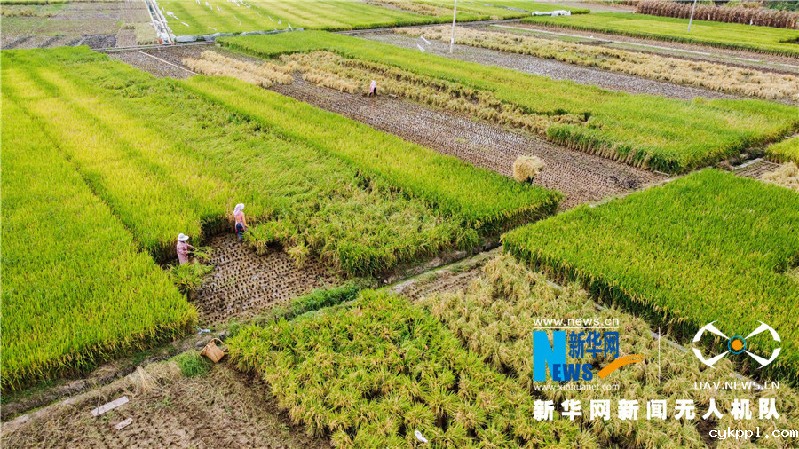 珠源大地尽染丰收色彩