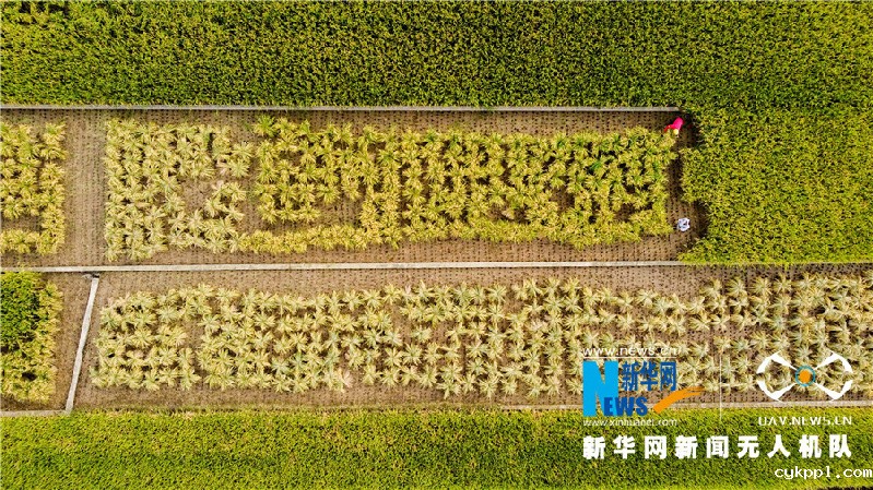 珠源大地尽染丰收色彩