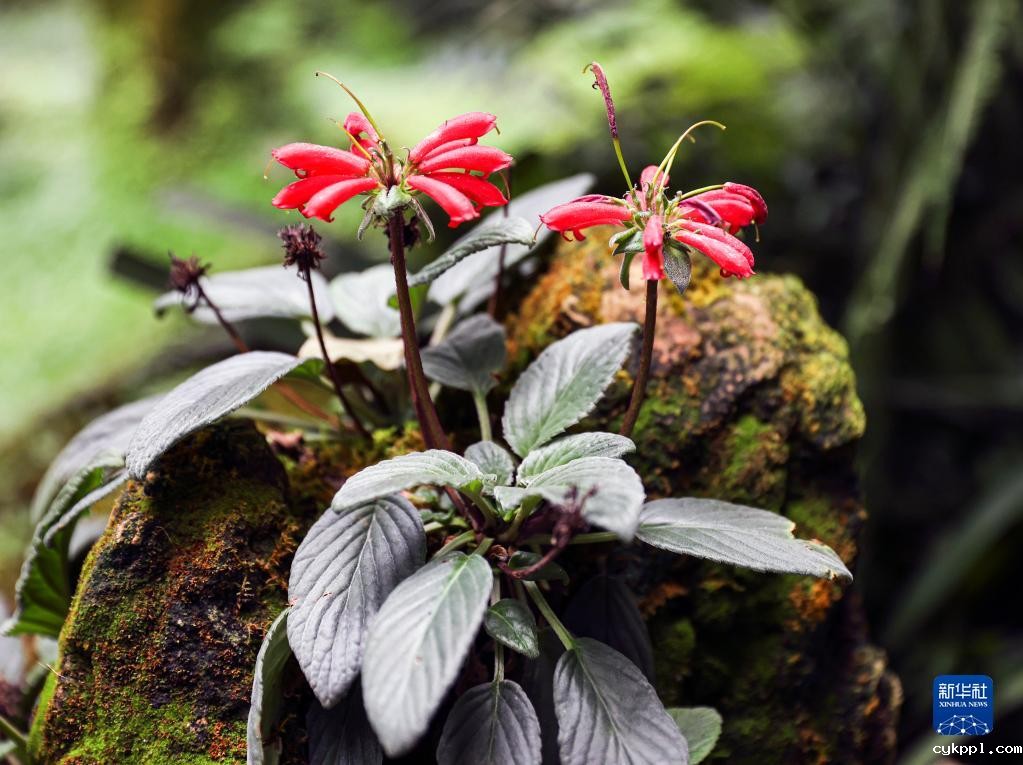 摄影师带你探访昆明植物园“扶荔宫”