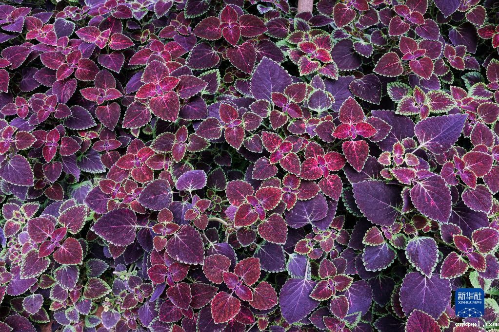 摄影师带你探访昆明植物园“扶荔宫”