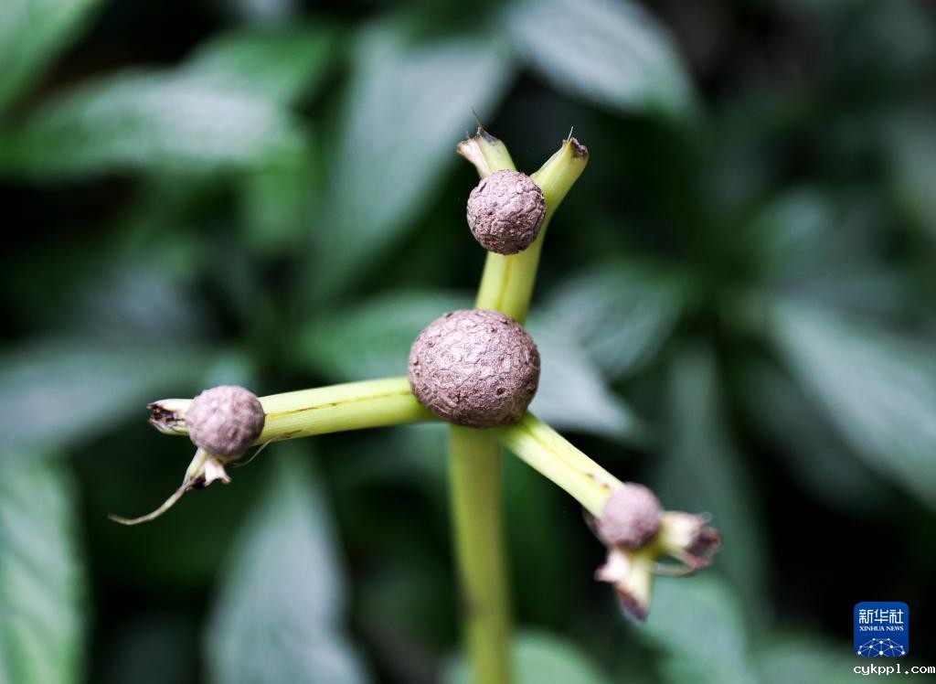 摄影师带你探访昆明植物园“扶荔宫”